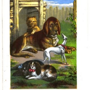 Lydon, A. F. (Alexander Francis). (1845-1862). Our pets: sketches of the furred and feathered favourites of the young : with numerous anecdotes illustrating their sagacity and affection. London: Groombridge and Sons.